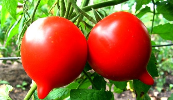  Tomatenjubiläum Tarasenko