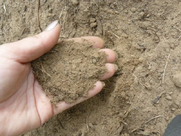  Dans le sol sablonneux, les carottes se sentiront bien lors de l'ajout de produits biologiques