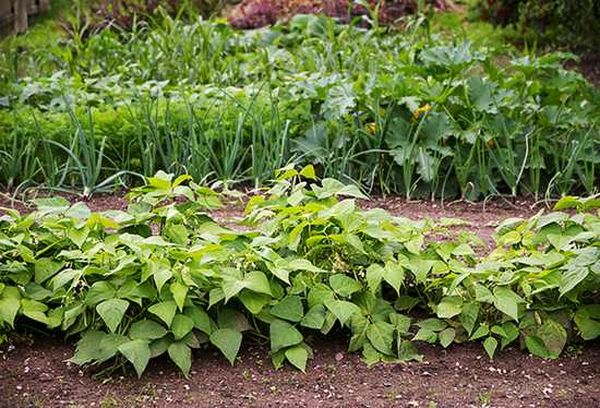  Si les haricots sont élevés - vous pouvez planter des carottes en toute sécurité à cet endroit.