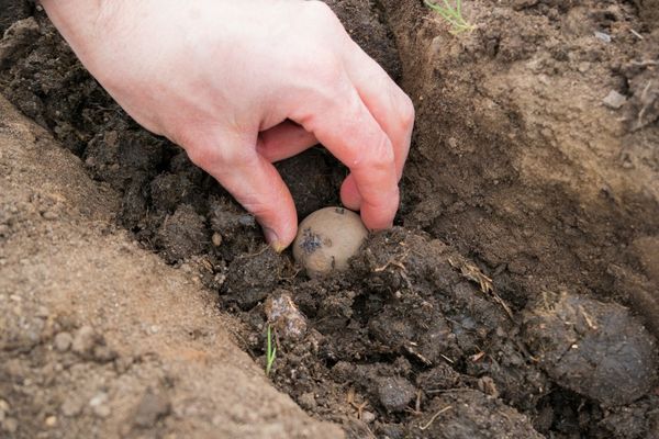  Knollen werden in einem Abstand von 30 bis 35 cm voneinander platziert und mit Erde besprüht.