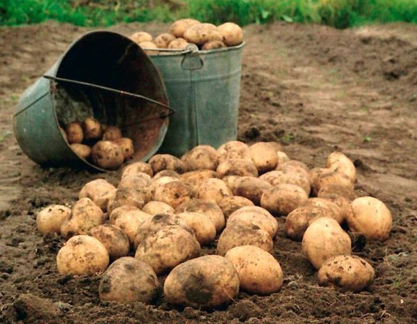  Nach der Ernte muss es gründlich getrocknet werden.