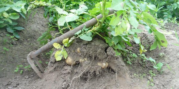  Beim Einpflanzen in die Grate gelangt der Sauerstoff schneller zu den Wurzeln der Kartoffeln