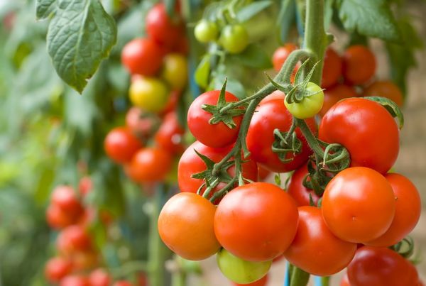  Tomaten anpflanzen und anbauen