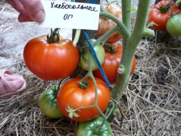  Tomatensorte Mitte der Saison Breadweed