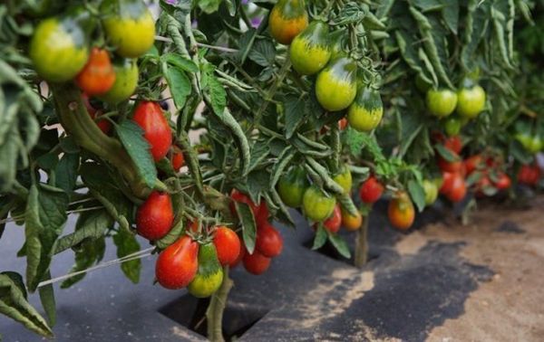  Variété de tomates Grushovka