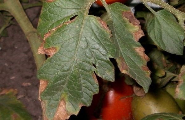  Macrosporia sur des feuilles de tomate