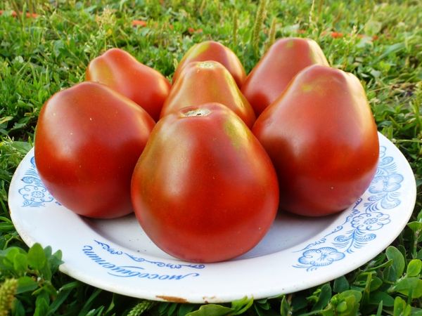  Les fruits de tomates sains doivent être récoltés séparément des fruits gâtés