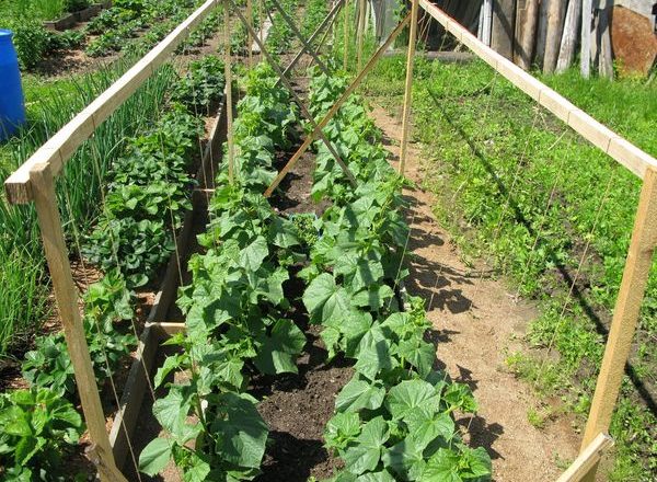  Wachsende Gurken im Garten