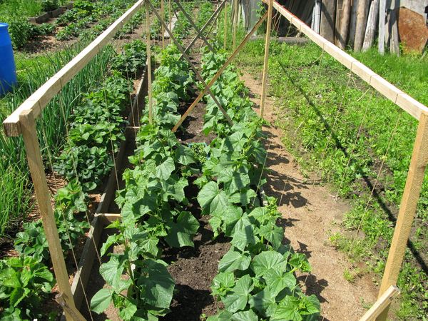  Wachsende Gurken im Garten