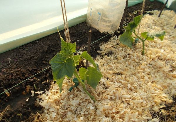  Une couche de paillis empêche la croissance des mauvaises herbes