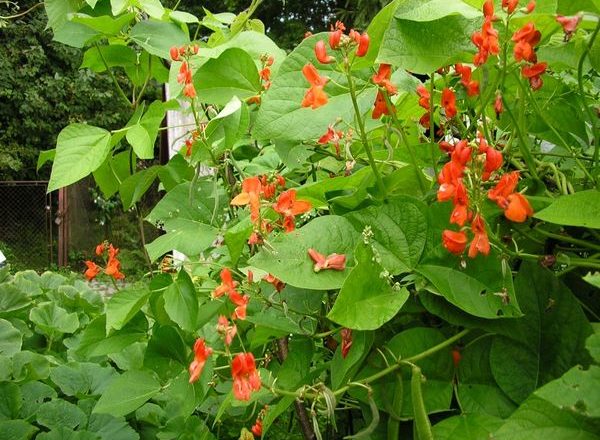  Culture et entretien des haricots décoratifs