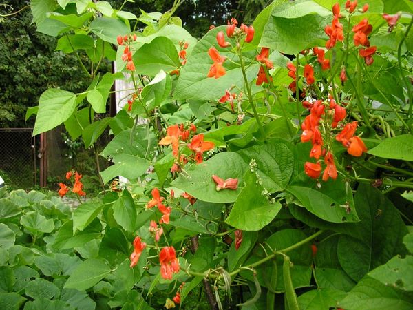  Culture et entretien des haricots décoratifs