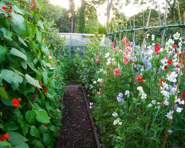  Les haricots décoratifs poussent bien sur un sol légèrement fertile