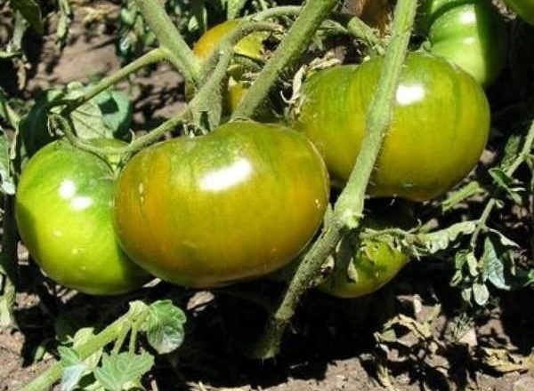  Tomaten Smaragd Apfel