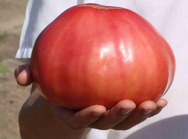  Das durchschnittliche Fruchtgewicht beträgt 400 Gramm, aber sie werden oft bis zu 1 kg schwer.