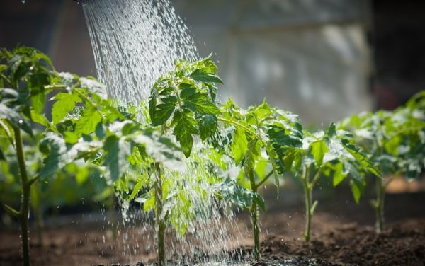  Das Gießen erfolgt mit außergewöhnlich warmem Wasser.