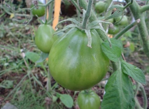  Tomaten-Japaner-Trüffel