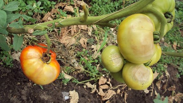  La truffe japonaise est vulnérable au phomosis mais résiste au fitoftor