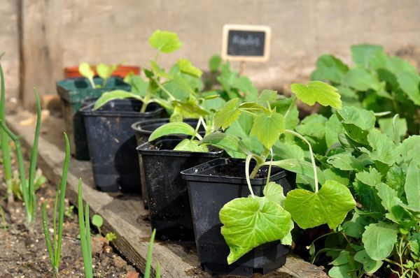  Was tun, wenn die Sämlinge von Zucchini gedehnt werden