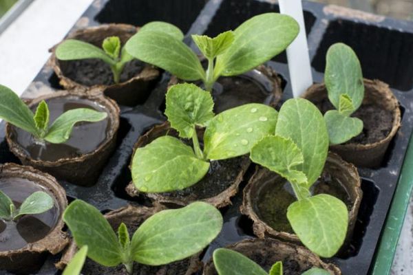  Torftöpfe sind ideal für den Anbau von Zucchini-Sämlingen