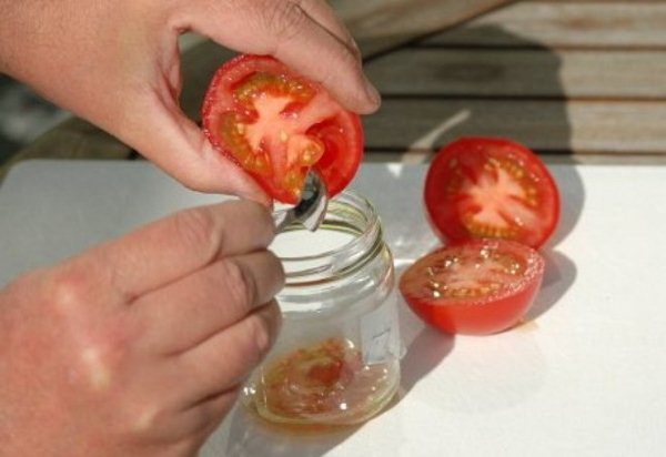  Tomatensamen sammeln