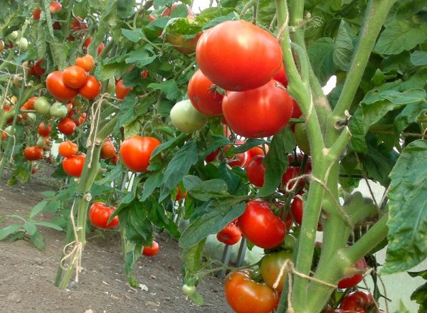  Anbau von Tomaten im Krasnodar-Gebiet