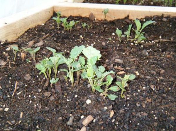  Les plants de chou frisé doivent être transplantés avec une boule de terre