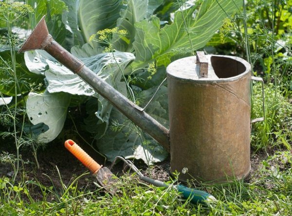  Fütterung von Kohl Überwintern sollte in 3 Stufen erfolgen