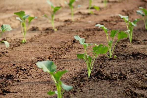  Megaton-Kohl benötigt einen sonnigen und gut belüfteten Ort.