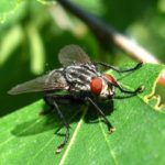  Insektenschädlinge auf offenem Boden