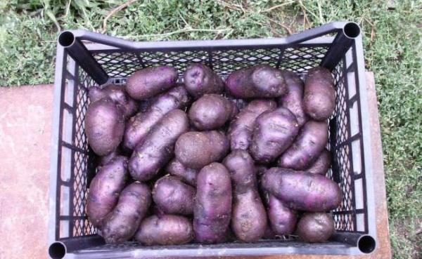  Ordnungsgemäß gekeimtes Pflanzmaterial aus violetten Kartoffeln sorgt für schnelle, gleichmäßige Triebe und frühes Verknoten der Knollen