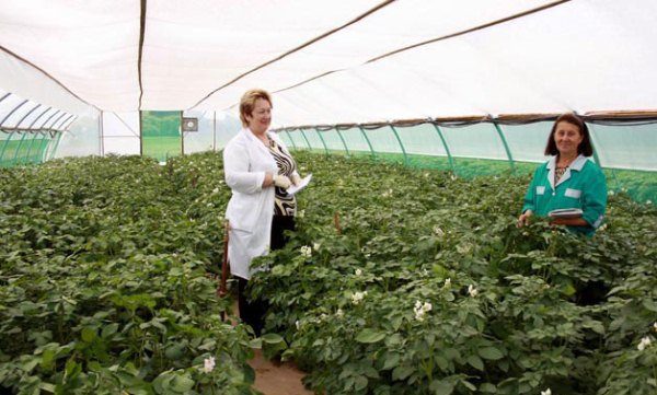  La pomme de terre fleurit dans la serre