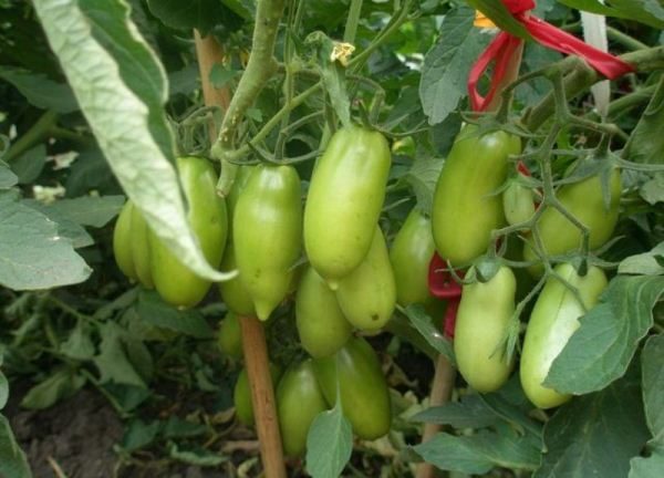  Der Hauptvorteil von Caspar Tomaten ist ein hoher Ertrag.