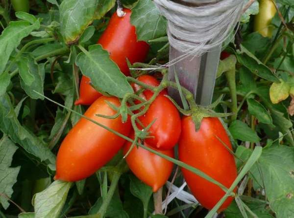  Frühe reife Tomatensorte Caspar