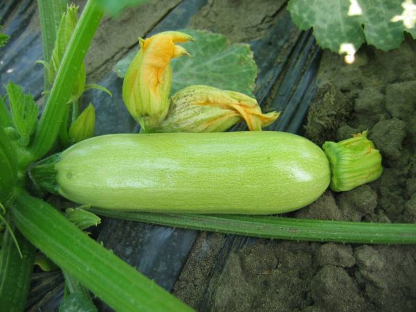  Fruchtgewicht Zucchini Kavili kann 300 Gramm erreichen