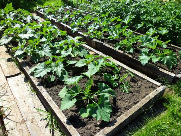  Betten für Zucchini können auf eine Höhe von 20 bis 30 cm angehoben werden