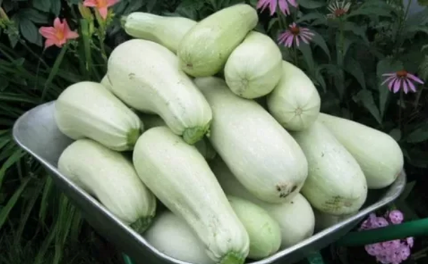  Les courgettes Kawili pour une utilisation rapide peuvent être coupées à la base