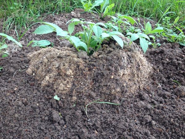  Anbau von Kartoffeln mit chinesischer Technologie