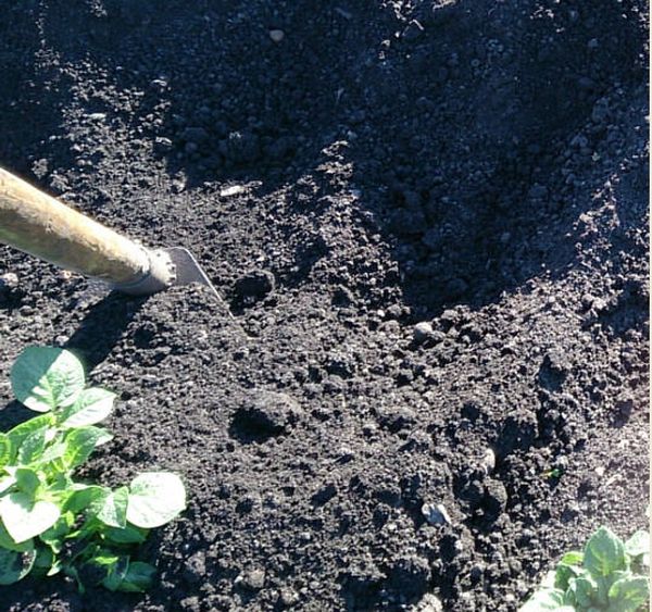  A partir du moment de la plantation et avant la récolte, il est nécessaire de verser la terre sous un buisson