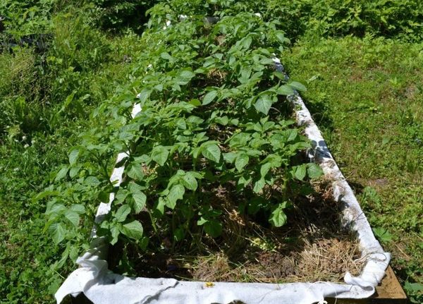  Die Reihen der Pflanzkartoffeln sollten den ganzen Tag von der Sonne beleuchtet werden