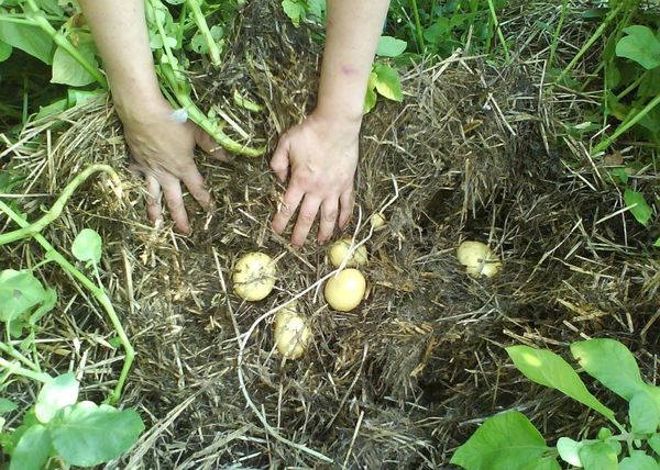  Lors de la récolte, vous devez déplacer le compost, ramasser les tubercules et le repousser.