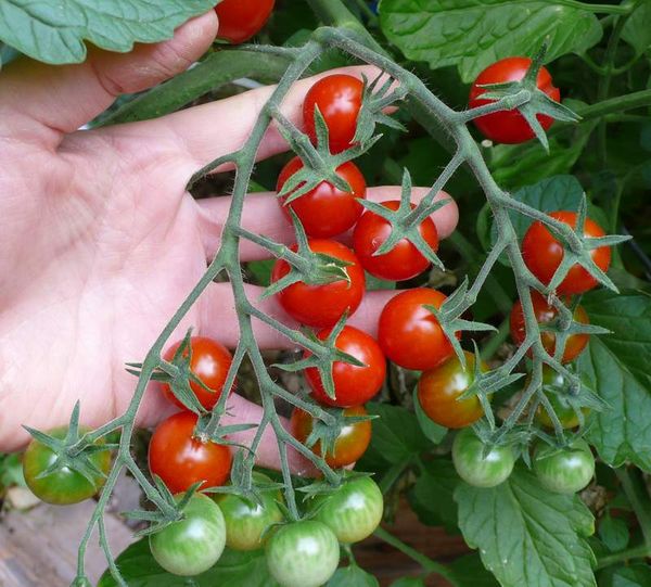  Die erste Ernte kann im Juni entfernt werden