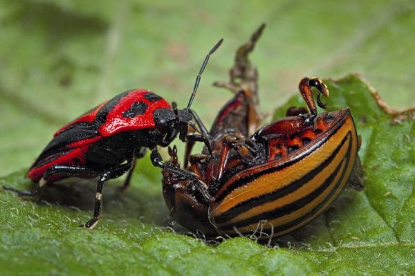  Wanze Perillus isst den Kartoffelkäfer