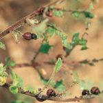  Am häufigsten frisst der Käfer die Blätter von Kartoffeln