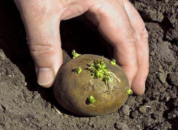  Traitement des tubercules de pomme de terre au moyen du commandant