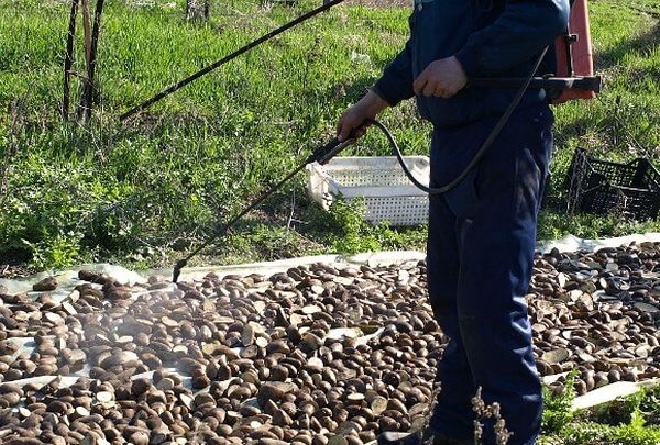  Verarbeitung von Kartoffelknollen vor dem Pflanzen