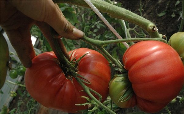  Japanische Krabben-Tomaten-Sorte