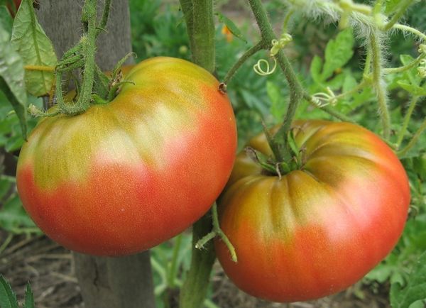  Les fruits ont une forme inhabituelle et leur poids moyen est de 350-500 grammes