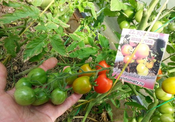  Tomatensorten Rotkäppchen