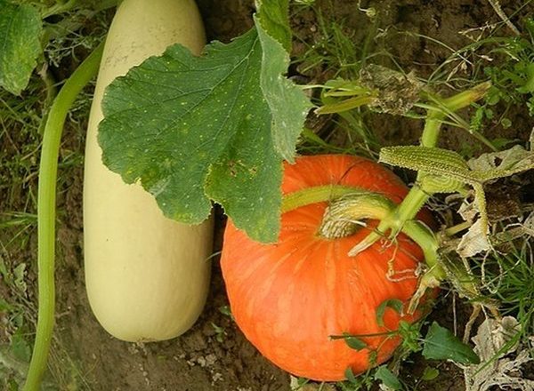  Die Unterschiede zwischen Kürbissämlingen und Zucchini